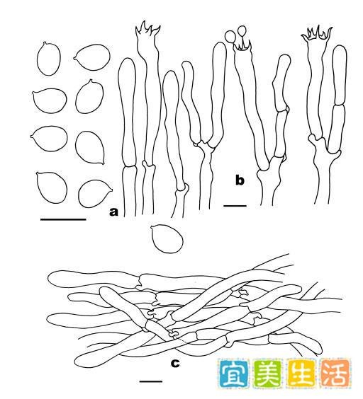 新物种发现!看着很好吃的样子,专家建议“先别吃”!