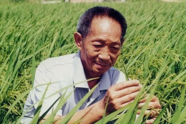 勋章读后感300字左右怎么写袁隆平作文