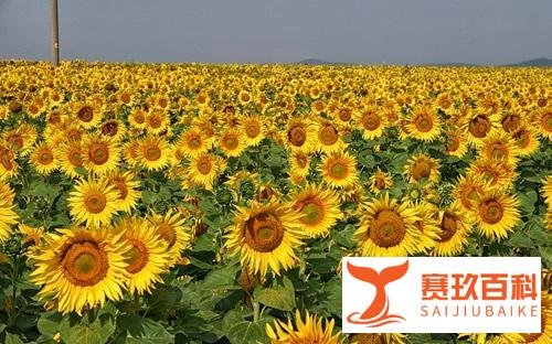 广州百万葵园主题公园旅游攻略
