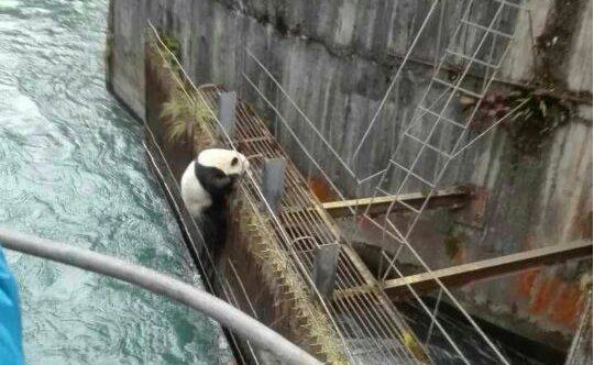 大熊猫河里冲浪上演国宝式狗刨,大熊猫天生就会游泳吗?