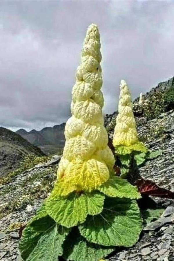 400年一开的“帝王花”你见过吗？