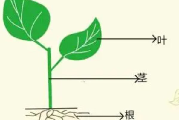 茎叶图怎么看