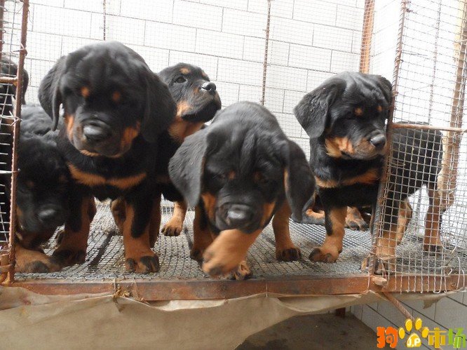 云南有哪些知名的罗威纳犬舍？