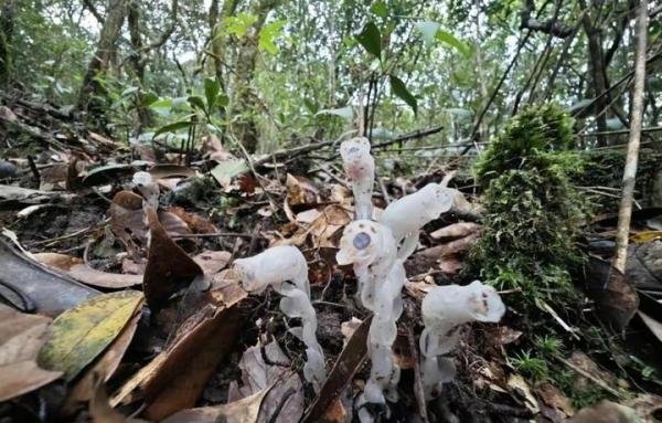 柳州惊现神秘植物,被称冥界之花,靠“尸体”存活,专家:不要碰