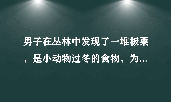 男子在丛林中发现了一堆板栗，是小动物过冬的食物，为何不能动这些食物呢？