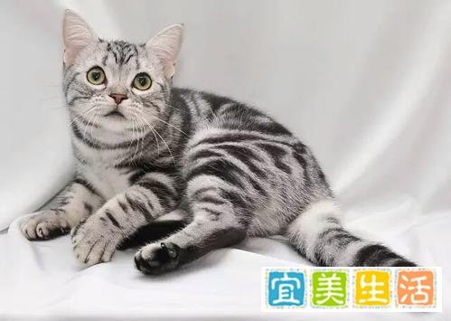 无心之失！女孩宠物店内推门夹死小猫，不堪网络暴力被迫入院