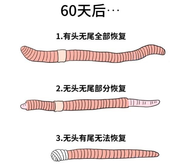 无性繁殖有那么多优势,为什么人类还要选择男女一起繁衍下一代?