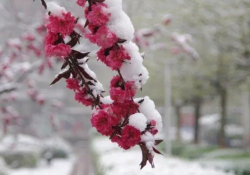 北京出现四月飘雪,一夜穿回冬天,四月飘雪有什么寓意征兆?