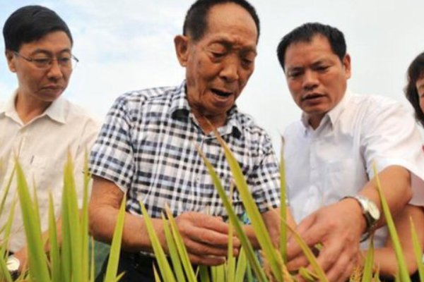 勋章读后感300字左右怎么写袁隆平作文