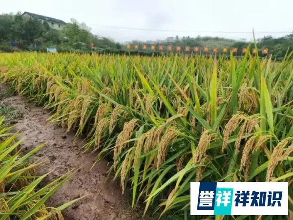 袁隆平团队又破纪录！