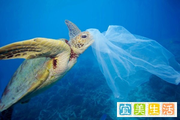 塑料袋和纸袋哪个更环保？