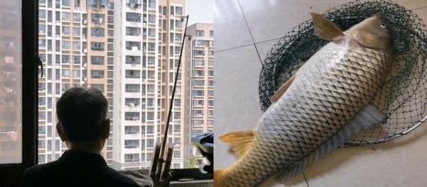 上海大爷在江景房阳台钓到8斤大鱼 这是咋情况？