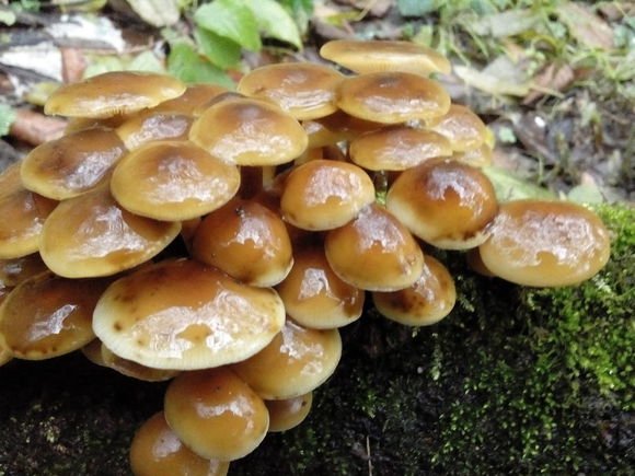 核桃树的菌叫什么?能吃吗