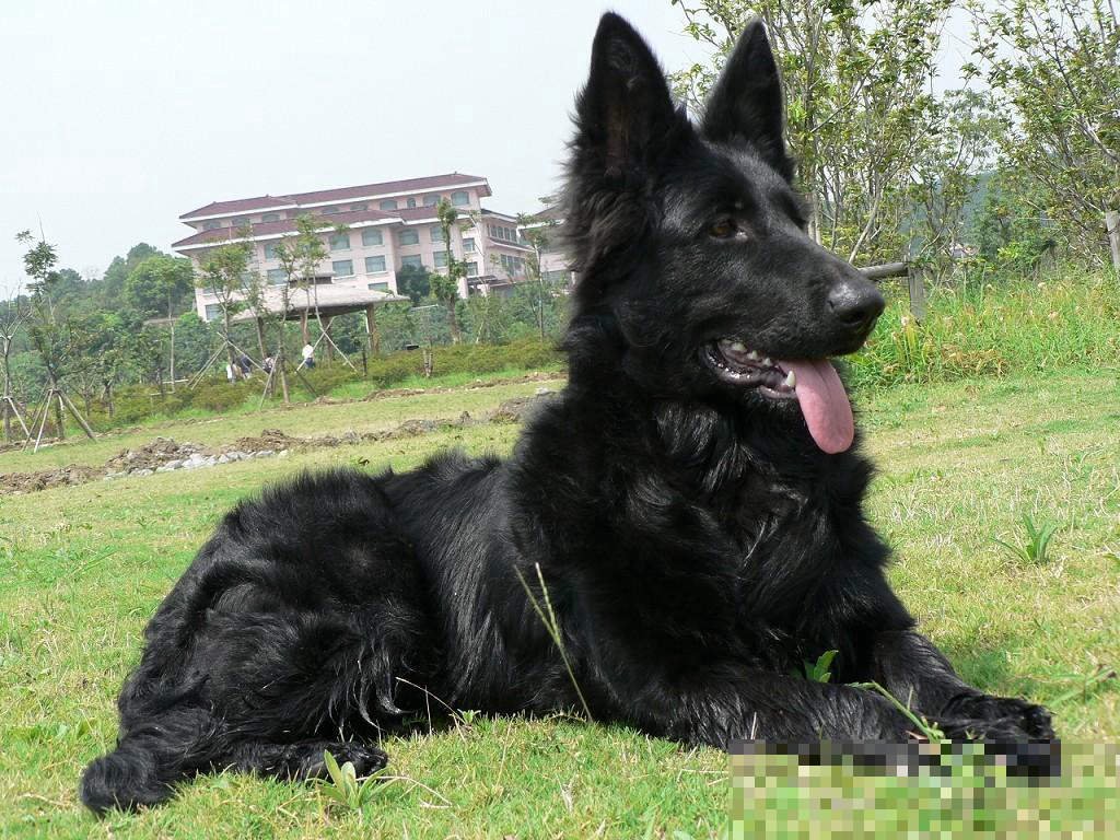 比利时牧羊犬的价格