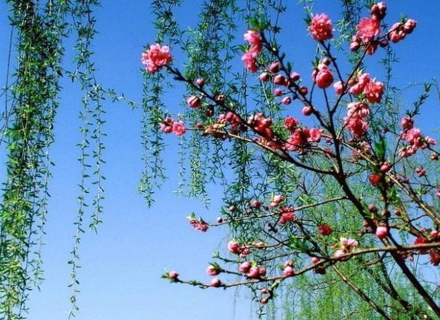 赏析“桃红复含宿雨，柳绿更带春烟”