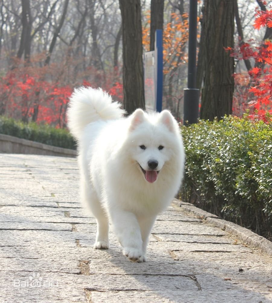 萨模是什么狗