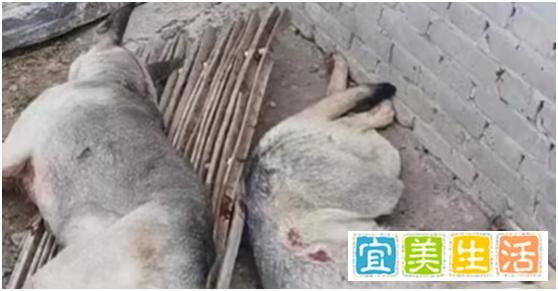 4条狼青犬咬死80多只羊