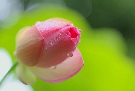 花蕾和花苞有什么区别