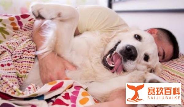 狗狗经常“上你的床”，除了想睡觉，还有这些含义！