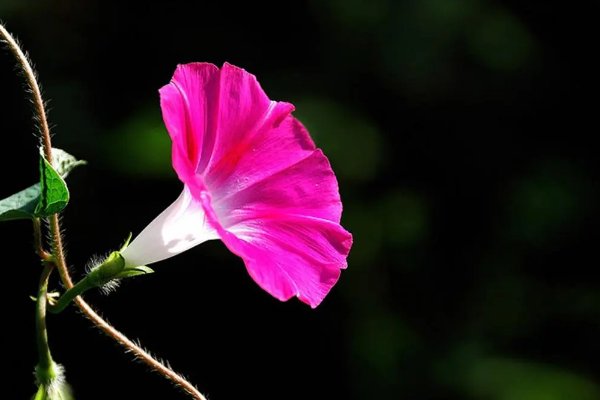 牵牛花的花语和寓意