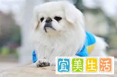 京巴狗怎么养