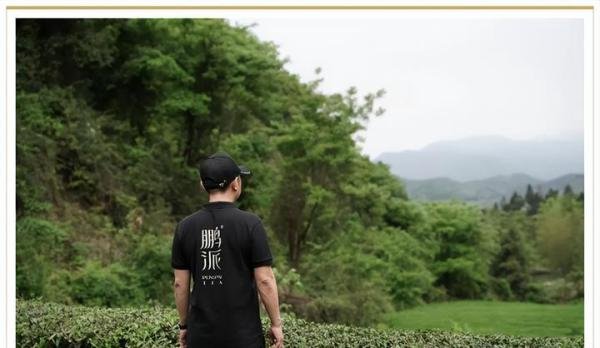 鹏派茶业:以“茶界的小米”为志,重塑质价比新标杆