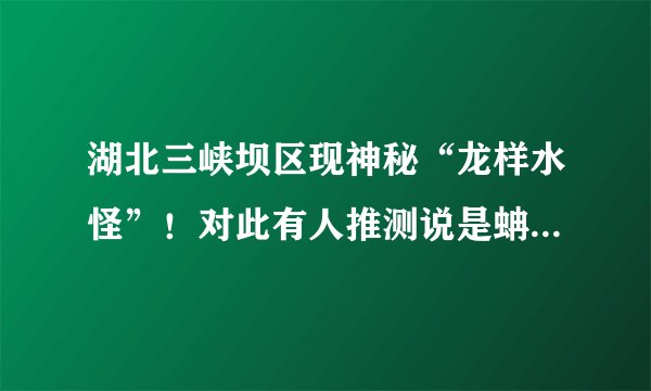 湖北三峡坝区现神秘“龙样水怪”！对此有人推测说是蚺，属于在水中生活的大型蛇类动物？