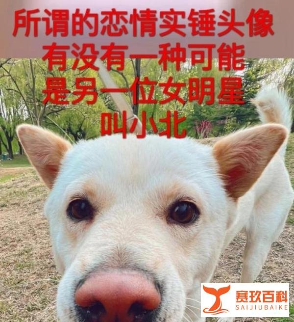 吴磊向涵之恋情又添实锤？不小心暴露了微信置顶，头像很像向涵之