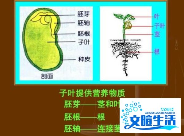种子的胚芽胚轴胚根子叶将来发育成什么