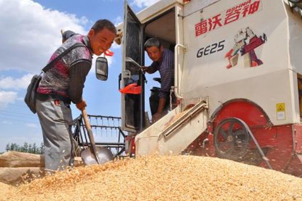 夏粮收购超3000万吨，各地的实际情况是怎样的？