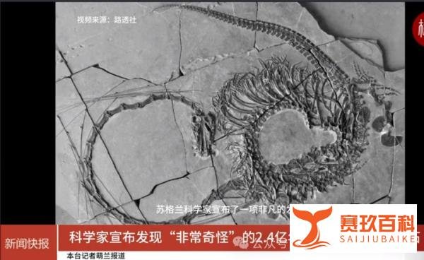 “中国龙”化石现身贵州，历经10年终得全貌
