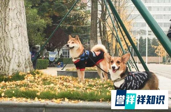恕我直言！买iphone12，还不如.....