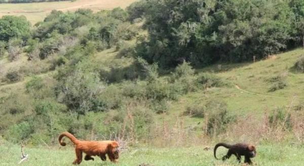 研究表明猴子或将很快到地面生活,挑战进化为人?还是生活所迫?