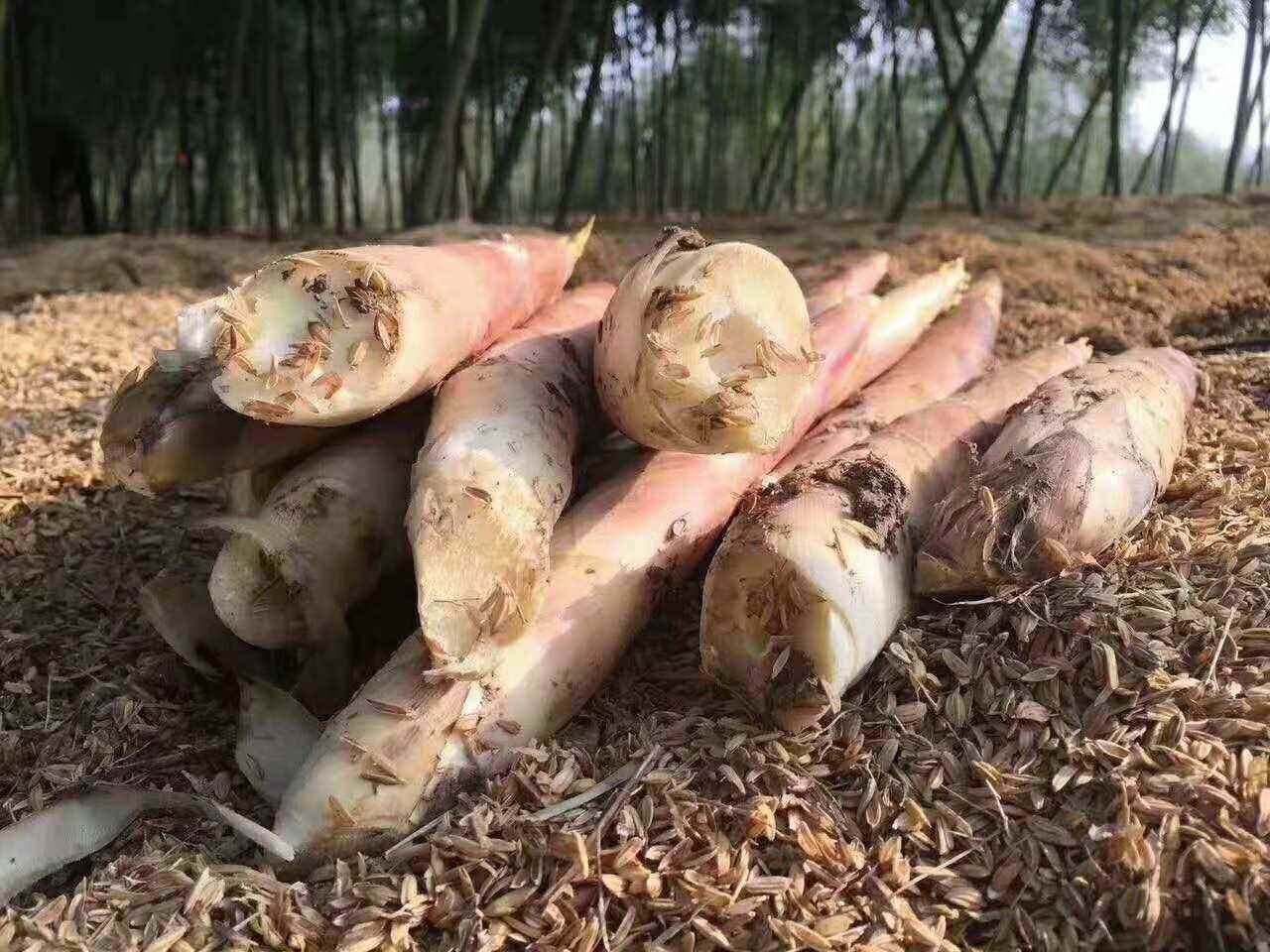 “冬笋每斤40元价格贵过肉”引发了网友的热议,冬笋为何这么贵?