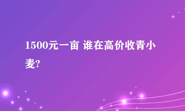 1500元一亩 谁在高价收青小麦?