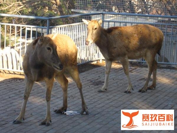 Suya 亲民学派女团/魅力相反相成~河劲驼+雪绵䍸
