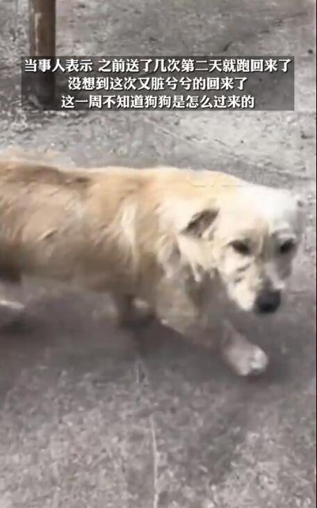 土狗被扔50公里外一星期后跑回家 这是咋情况?