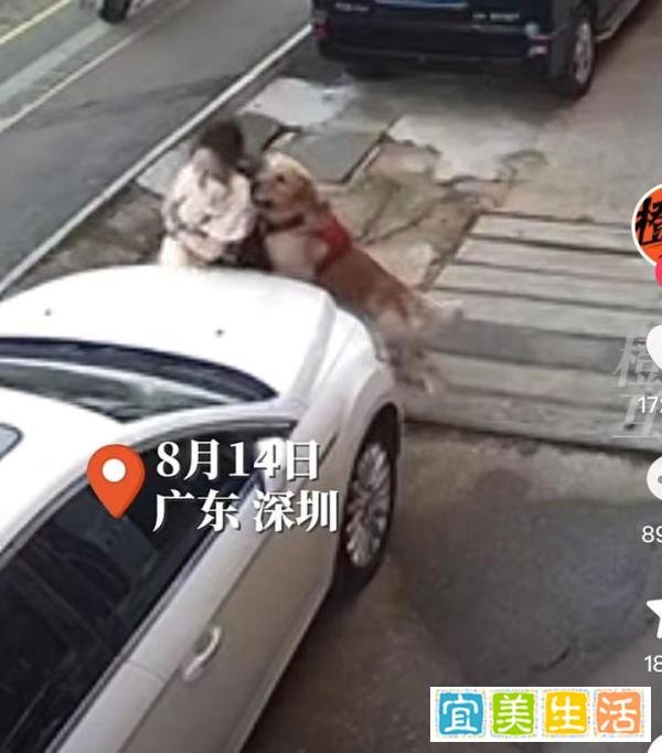 金毛扑倒女子事件双方已和解,达成赔偿协议,狗狗正在医院治疗!