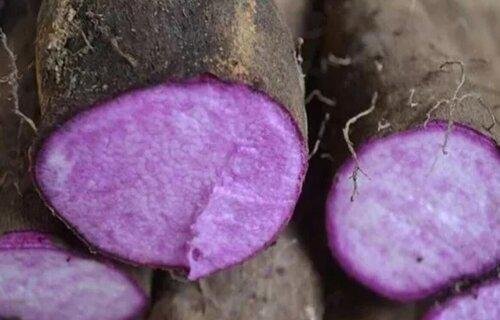 紫山药哪里产的最好