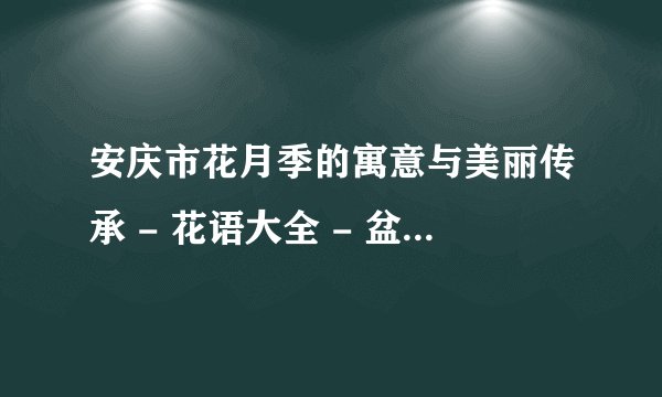 安庆市花月季的寓意与美丽传承 - 花语大全 - 盆栽百科网