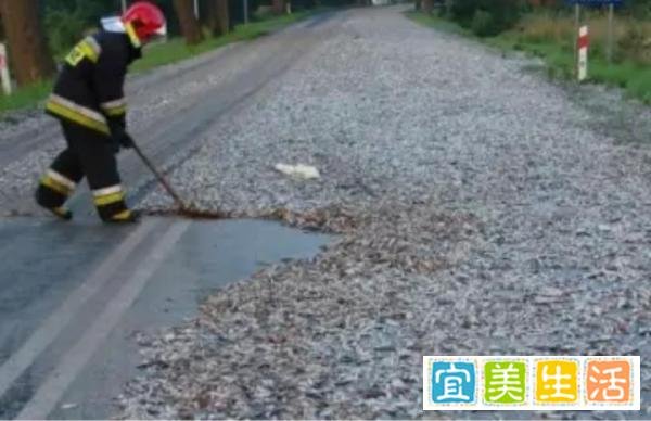 罕见奇观!伊朗天降“鱼雨”,神秘现象“引全球热议”!