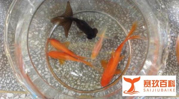 心疼!男子3年养死500多条宠物鱼,只为了一句对孩子的承诺