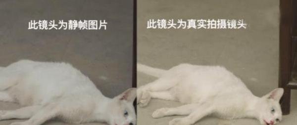 有人爆料《当家主母》中的猫已经过世，电击致死当天就埋了！