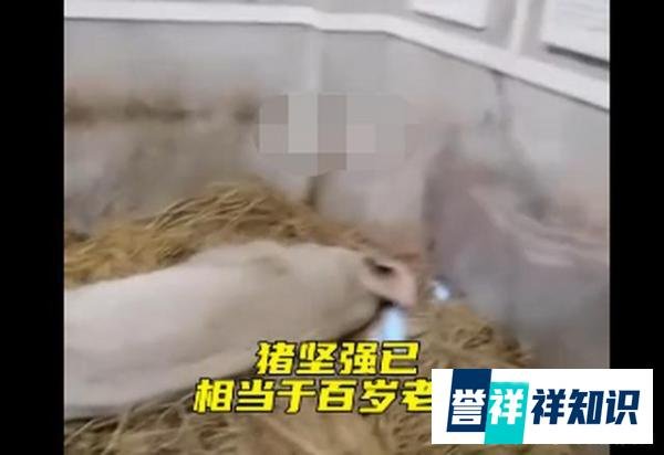 14岁的猪坚强已瘦骨嶙峋 这是咋情况?