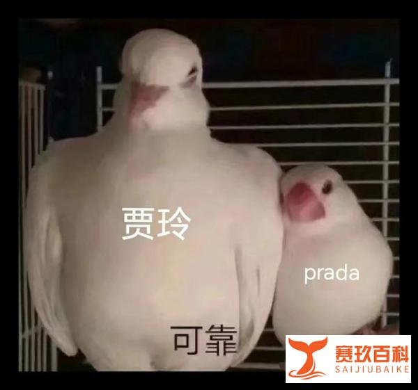 普拉达官宣新代言人 打破代言人塌房魔咒 普拉达这次找对人了