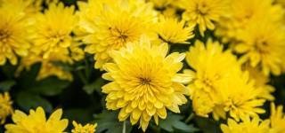 满城尽带黄金甲描写的是哪个季节 满城尽带黄金甲出自哪首诗