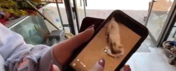 有人爆料《当家主母》中的猫已经过世，电击致死当天就埋了！