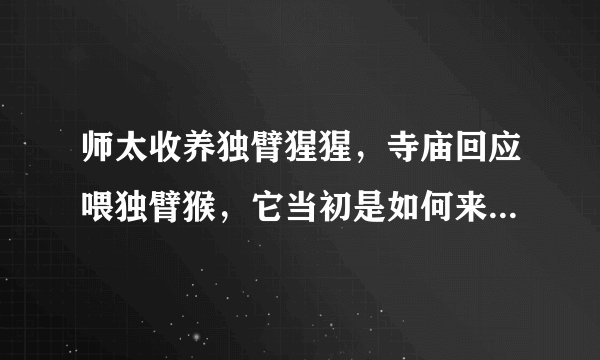 师太收养独臂猩猩，寺庙回应喂独臂猴，它当初是如何来到这里的？