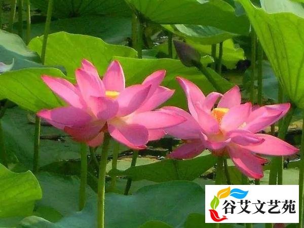 为何有“头伏饺子,二伏面,三伏烙饼摊鸡蛋”的说法