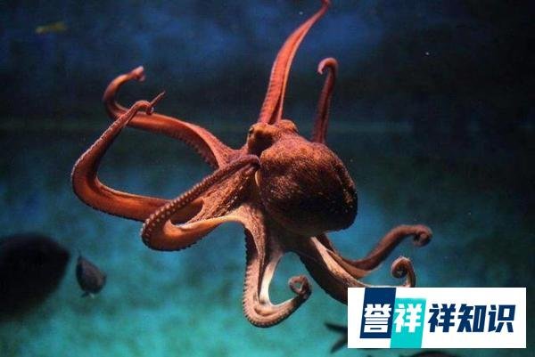 韩国惊现32条腿的章鱼,专家表示将进行放射性测试